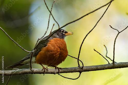 Young robin sitting on a branch with a shallow depth of field