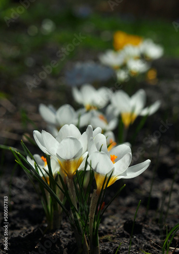 Beautiful variety of white crocuses during flowering © goldika