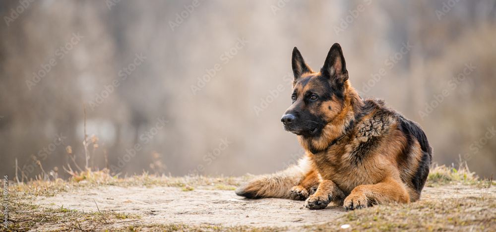 A portrait of german shepherd adult big dog lying on dry grass in nature in spring or autumn. - obrazy, fototapety, plakaty 