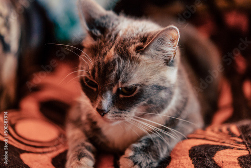 Close up of Grey Domestic Cat, Laying on Blanket in Comfort.