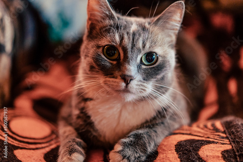Close up of Grey Domestic Cat, Laying on Blanket in Comfort.