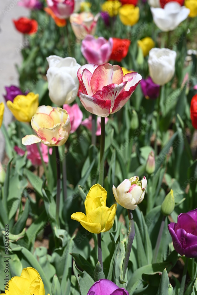 colorful tulips in the garden