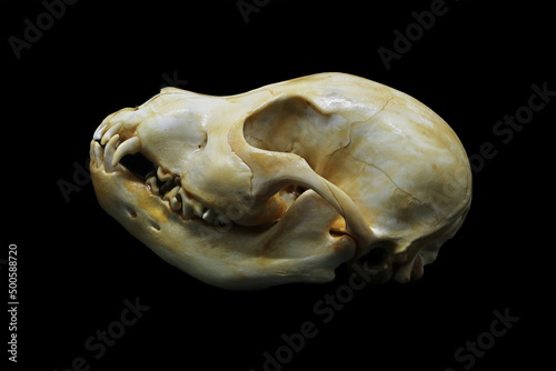 Front and side view of an american stanford dog (Canis lupus familiaris) skull bones isolated in black. Focus stacked image of dangerous dog with black background. White clean skull with teeth.