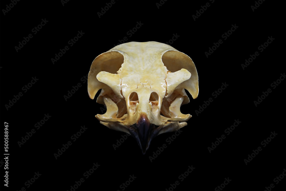 Closeup of the skull of a common buzzard (Buteo buteo) isolated in black. Front, side and top view of a bird of prey head and cranium with black background. Anatomy of an eagle's beak, eye and jaw. Closeup of the skull of a common buzzard (Buteo buteo) isolated in black. Front, side and top view of a bird of prey head and cranium with black background. Anatomy of an eagle's beak, eye and jaw.
