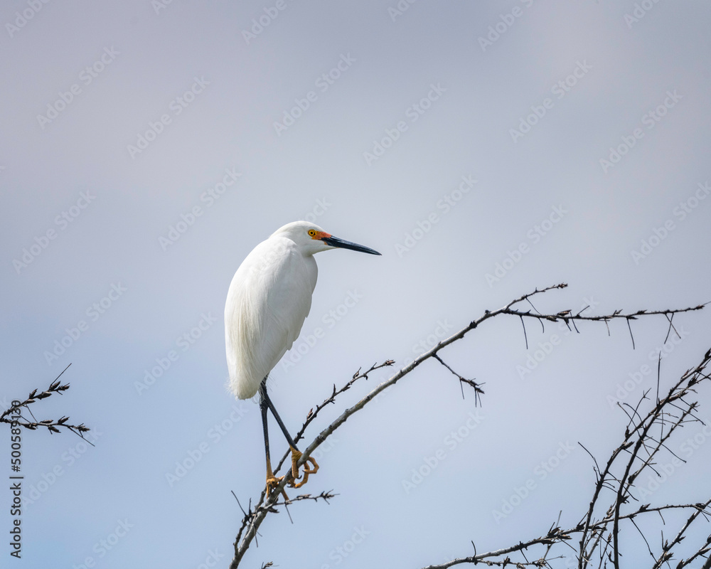 A Snowy Egret (Egretta thula) at the Sepulveda Basin Wildlife Reserve in Van Nuys, CA. A Snowy Egret (Egretta thula) at the Sepulveda Basin Wildlife Reserve in Van Nuys, CA.