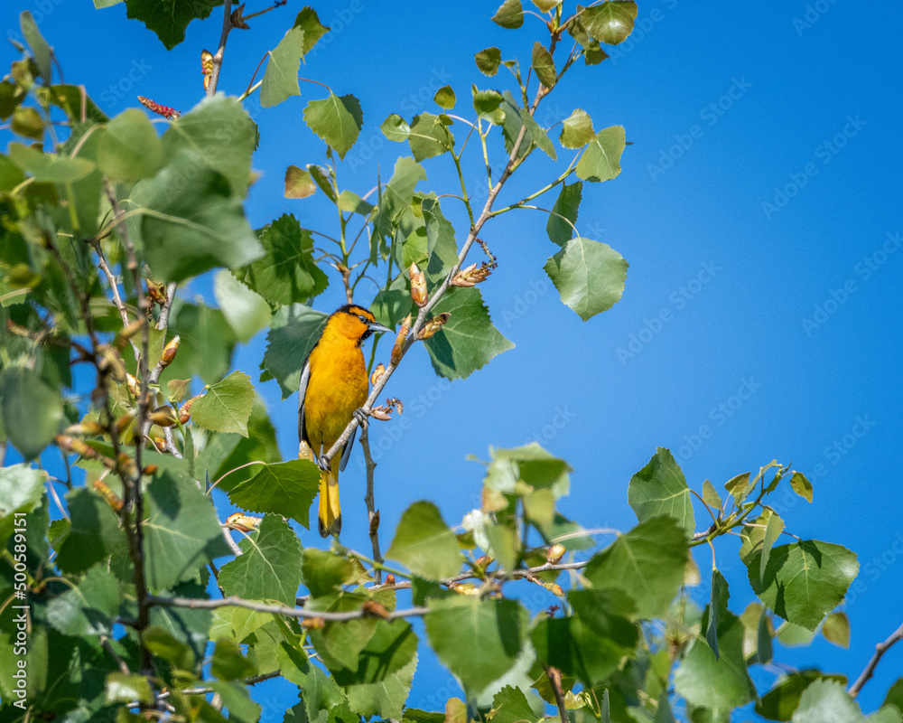 Fototapeta premium A Bullock’s Oriole (Icterus bullockii) perches in a tree at the Sepulveda Basin Wildlife Reserve in Van Nuys, CA.