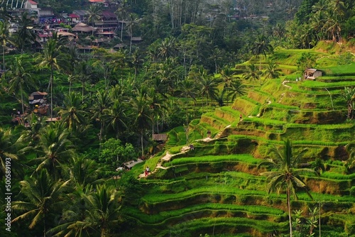 The breathtaking nature of Bali. Rest palm trees water travel tropics ocean rice fields green