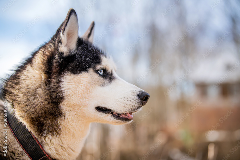 Portrait happy emotion husky dog. Siberian husky black and white color with blue eyes.