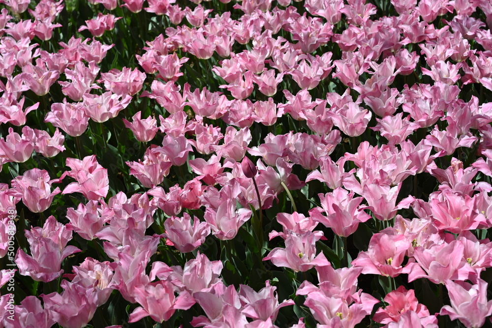 pink and white tulips pink and white tulips