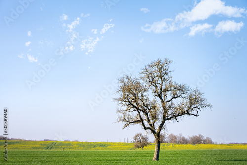 Solitary tree in a field on a sunny afternoon in early spring