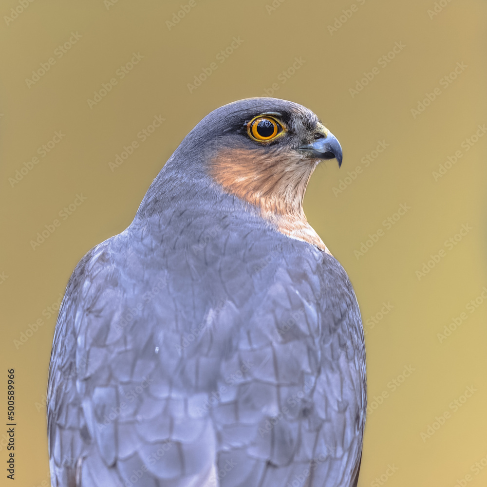 Eurasian sparrowhawk looking sideview in forest Eurasian sparrowhawk looking sideview in forest