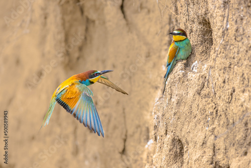 Couple of European Bee Eater flying in breeding colony
