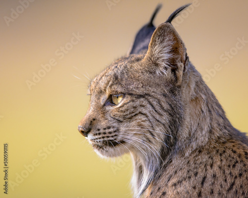 Iberian lynx Portrait on Bright Background photo