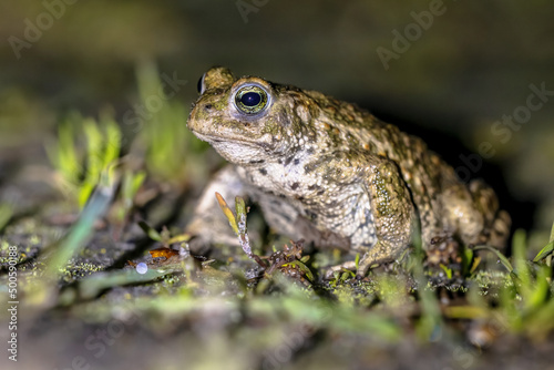 Natterjack toad on front legs photo