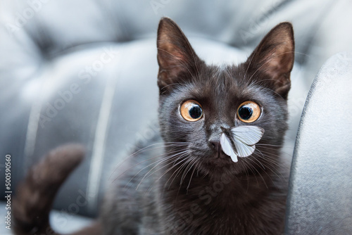 funny black cat with butterfly on his nose. Surprised cat with a butterfly on his nose photo
