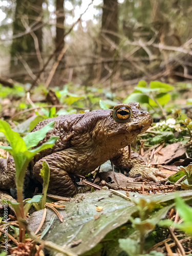European or common toad in spring forest close up © Gioia