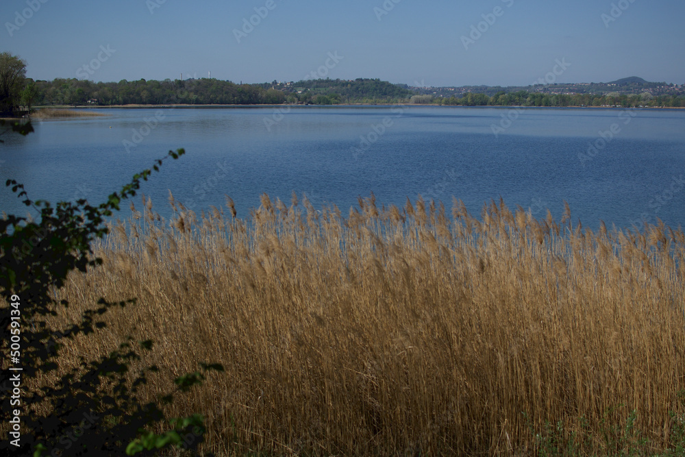Phragmites australis reeds at a lake in northern Italy Phragmites australis reeds at a lake in northern Italy