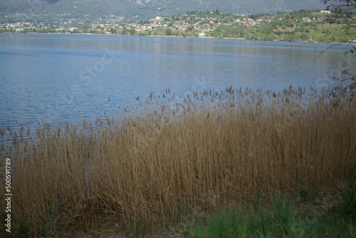 Phragmites australis reeds at a lake in northern Italy