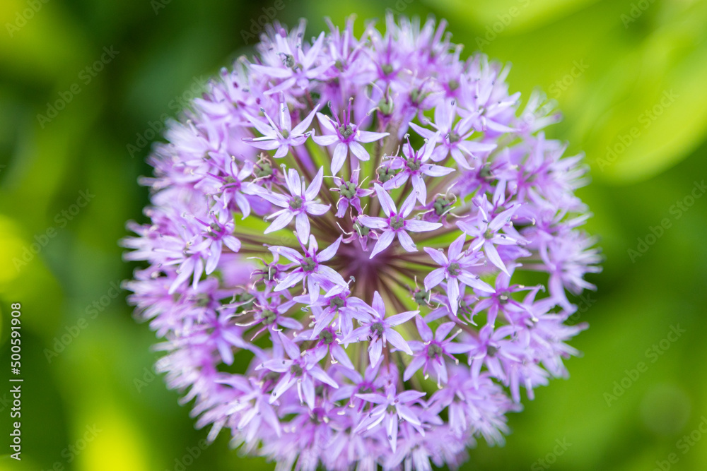 The purple flower of the ornamental lily. The purple flower of the ornamental lily.