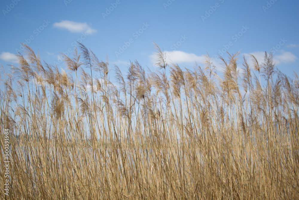 Obraz premium Phragmites australis reeds at a lake in northern Italy