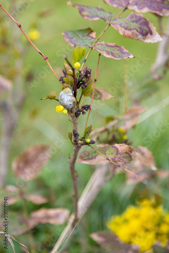 A snail climbs up a bush..