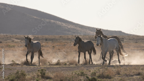 Fototapeta Naklejka Na Ścianę i Meble -  Wild Horses in the Utah Desert