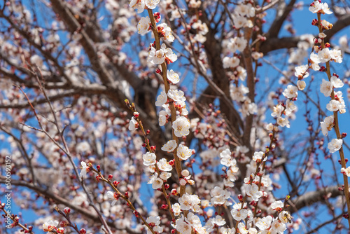 Blossoming of cherry flowers in spring time against blue sky