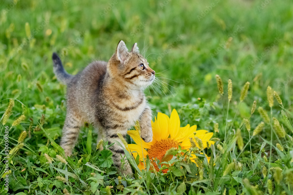 Little cute striped kitten in the garden near the sunflower flower
