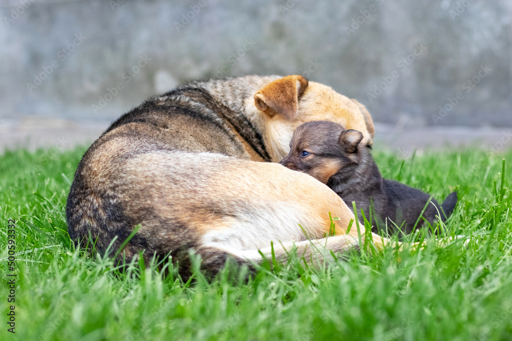 A small puppy next to his mother dog, the dog takes care of his baby