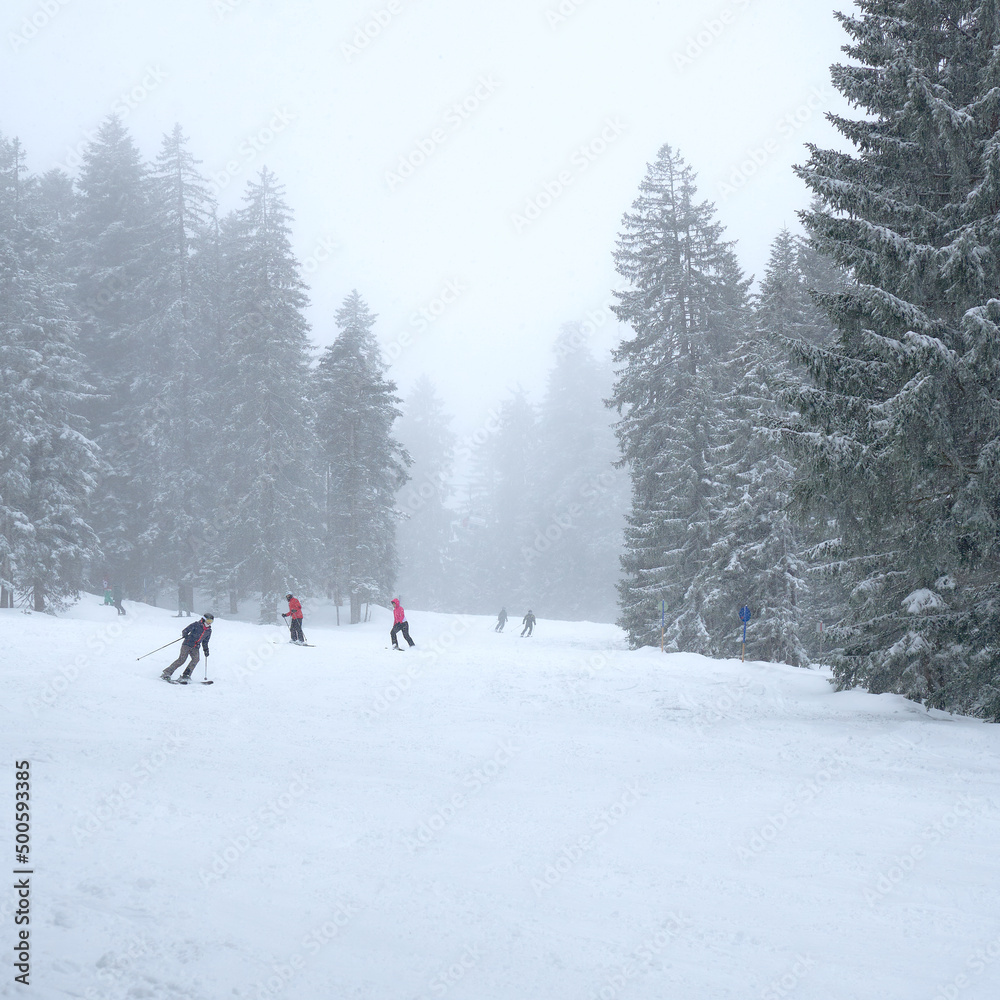 Skiers gliding down a moderate slope on a foggy misty bright day with pinetrees surrounding the slope, Austria, Alps, February Skiers gliding down a moderate slope on a foggy misty bright day with pinetrees surrounding the slope, Austria, Alps, February