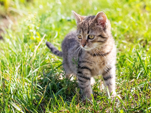 Small striped kitten in the garden on the grass in sunny weather
