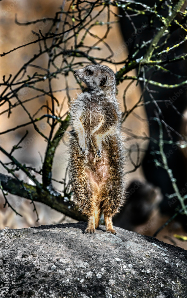 Obraz premium Meerkat on the stone. Latin name - Suricata suricatta 