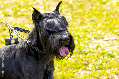Cuadro en lienzo Portrait of a black shaggy dog breed giant Schnauzer (riesenschnauzer)