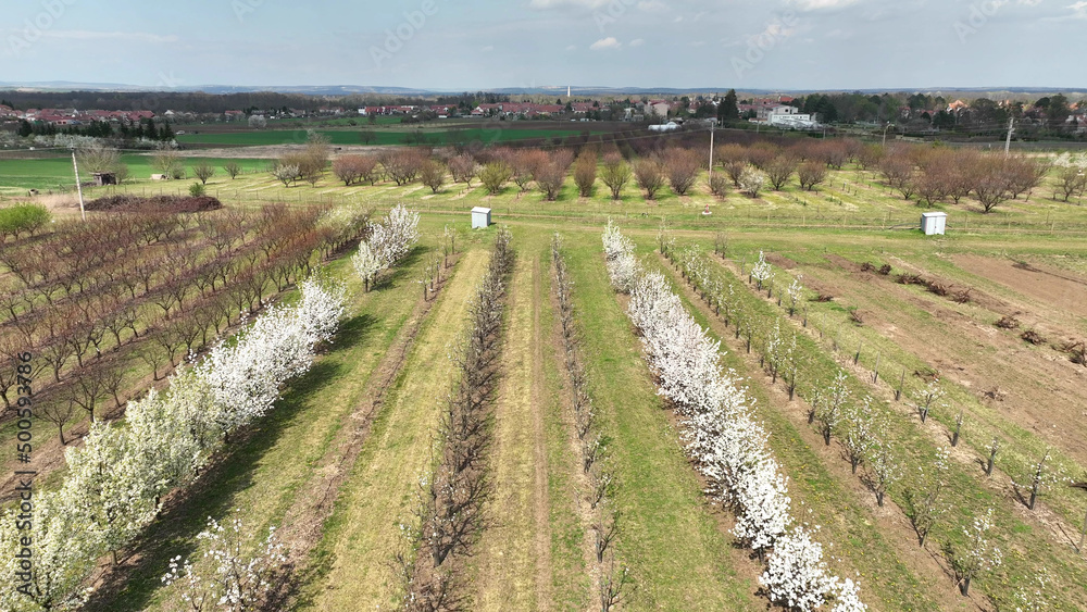 Orchard plum cherry trees Prunus domestica bloomed spring garden drone aerial above blooming farm bio organic farming orchard white bloom wood, Sustainable development ecology agriculture Czech