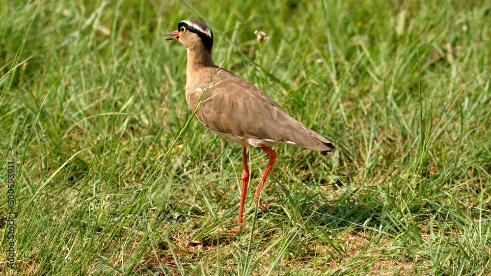 Crowned lapwing (Vanellus coronatus) in a field in the Rietvlei Nature Reserve in Pretoria, South Africa Crowned lapwing (Vanellus coronatus) in a field in the Rietvlei Nature Reserve in Pretoria, South Africa