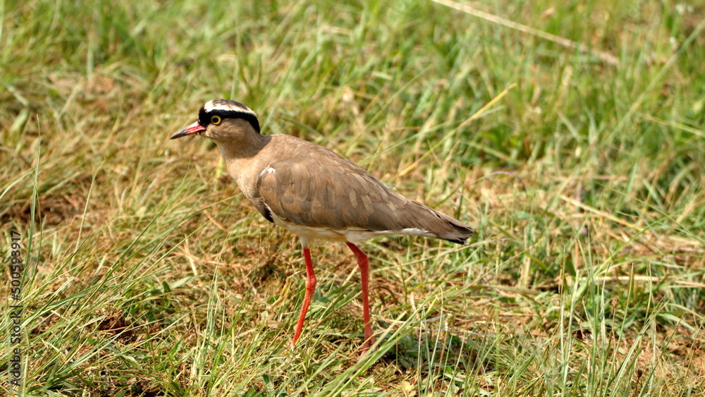 Crowned lapwing (Vanellus coronatus) in a field in the Rietvlei Nature Reserve in Pretoria, South Africa