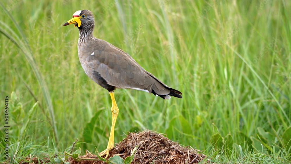 Naklejka premium African wattled lapwing (Vanellus senegallus) in a field in the Rietvlei Nature Reserve in Pretoria, South Africa