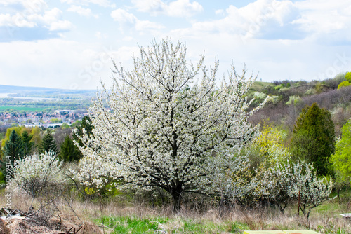 tree in  white bloom with a panrama background