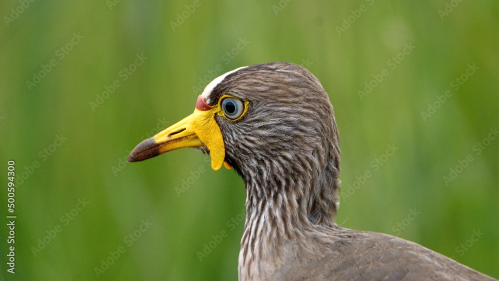 Close up of an African wattled lapwing (Vanellus senegallus) in the Rietvlei Nature Reserve in Pretoria, South Africa Close up of an African wattled lapwing (Vanellus senegallus) in the Rietvlei Nature Reserve in Pretoria, South Africa