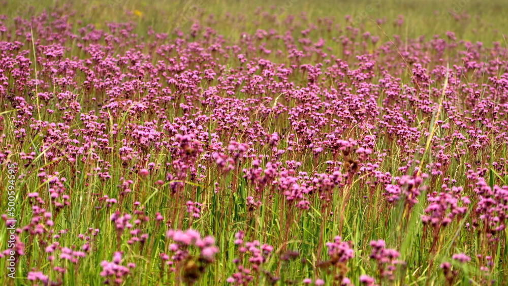 Field of purple wildflowers in the Rietvlei Nature Reserve in Pretoria, South Africa, in the spring