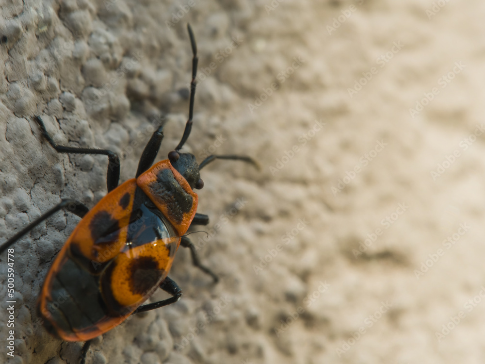 Blacksmith wingless insect macro photo, a species of bed bug from the smith family