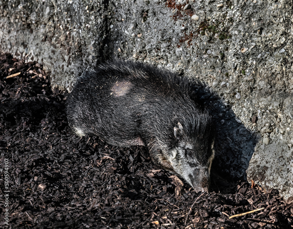 Sleeping white-lipped peccary in the enclosure. Latin name - Tayassu pecari Sleeping white-lipped peccary in the enclosure. Latin name - Tayassu pecari