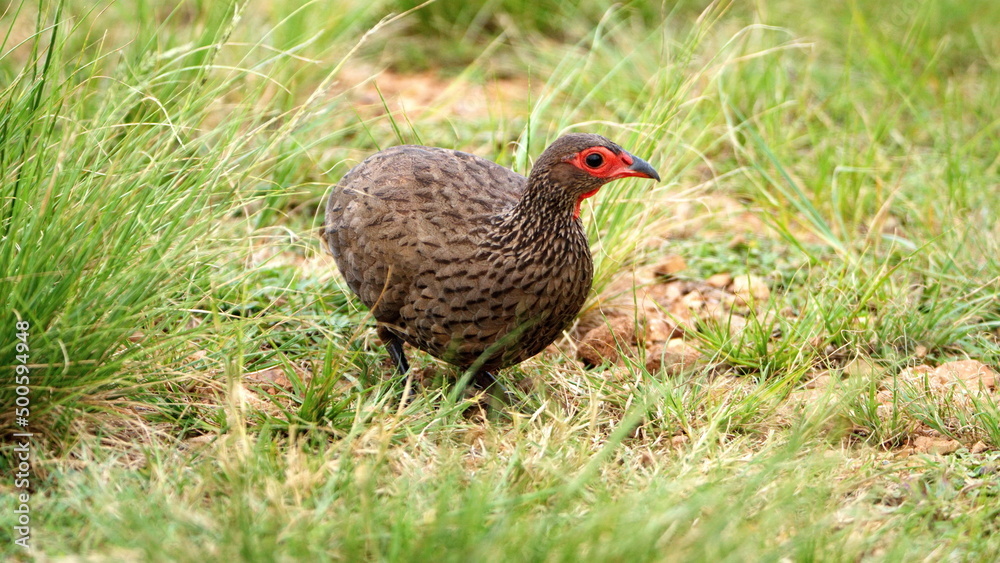 Swainson's francolin (Pternistis swainsonii) in the grass in the Rietvlei Nature Reserve in Pretoria, South Africa