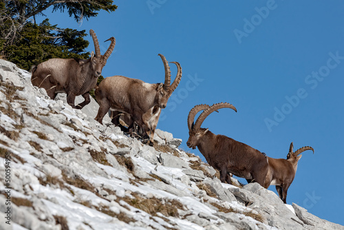 Bouquetin des Alpes (Capra ibex) mâles en période de rut. Alpes. France