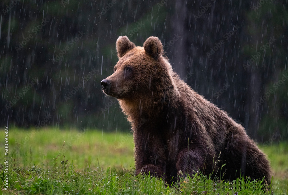 Brown bear, ursus arctos, in the middle of grass meadow. Concept of animal family. Summer season. In the summer forest. Natural Habitat. Big brown bear. Dangerous animal in nature forest. Close up. Brown bear, ursus arctos, in the middle of grass meadow. Concept of animal family. Summer season. In the summer forest. Natural Habitat. Big brown bear. Dangerous animal in nature forest. Close up.