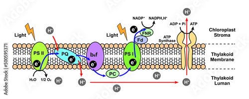 Scientific Designing Of Light-Dependent Reactions Of Phtosynthesis. Vector Illustration. photo