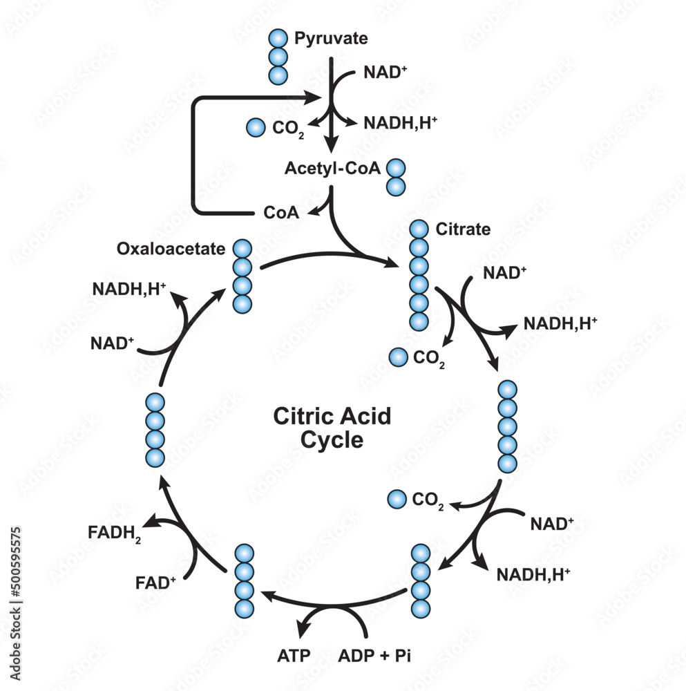 Simple Illustration Of Citric Acid Cycle Diagram. Krebs Cycle Labeled