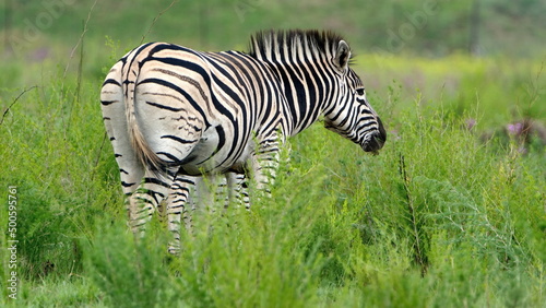 Zebra grazing in the Rietvlei Nature Reserve in Pretoria  South Africa