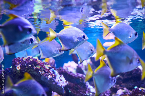 A flock of beautiful marine fish with yellow fins swims near the reef. Selective focus