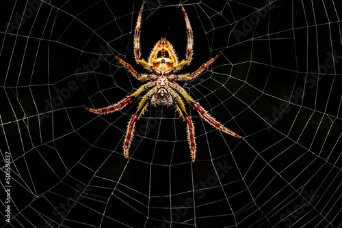 Tropical Orb Weaver Spider in Web